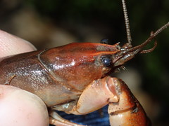 Lacunicambarus acanthura