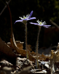 Hepatica