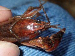 Lacunicambarus acanthura