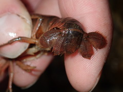 Lacunicambarus acanthura