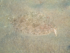 Thor's Scaldfish photo 2