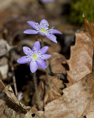 Hepatica