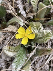 Argentina tugitakensis