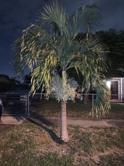 Arecaceae
