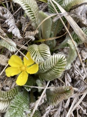 Argentina tugitakensis