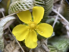 Argentina tugitakensis