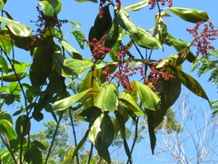 Miconia impetiolaris