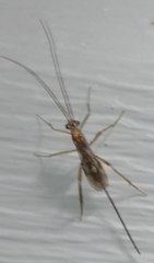 Macrocentrinae