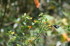 Chaetocercus heliodor