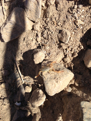 Smeringurus