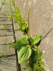 Plantago major