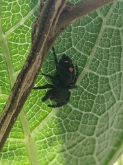 Phidippus clarus
