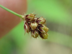 Luzula multiflora multiflora