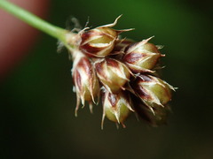 Luzula multiflora multiflora