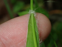 Luzula multiflora multiflora