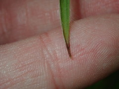 Luzula multiflora multiflora