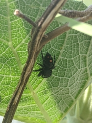 Phidippus clarus