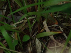 Luzula multiflora multiflora