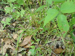 Luzula multiflora multiflora
