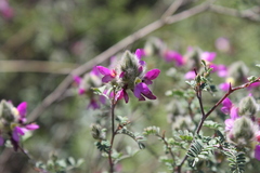 Dalea saffordii