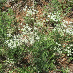 Eurytaenia texana