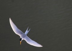 Sterna acuticauda