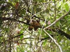 Megascops albogularis