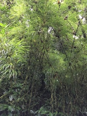 Chusquea longifolia