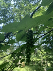 Stachyurus