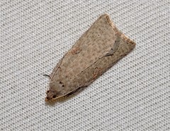 Meritastis