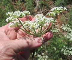 Eurytaenia texana