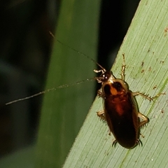 Ischnoptera bilunata