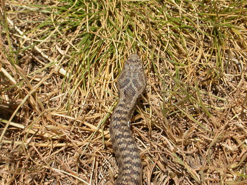 Vipera seoanei