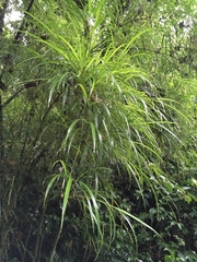 Chusquea longifolia