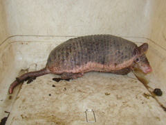 Cabassous unicinctus