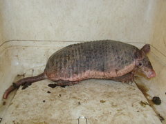 Cabassous unicinctus