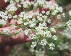 Eurytaenia texana
