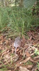 Cabassous unicinctus