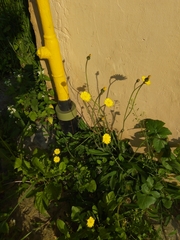 Asteraceae