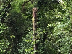 Aulacorhynchus prasinus