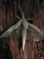 Tropidoderus childrenii