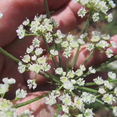 Eurytaenia texana