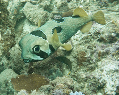 Diodon liturosus