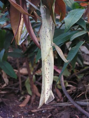 Tropidoderus childrenii