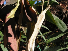 Tropidoderus childrenii