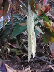 Tropidoderus childrenii