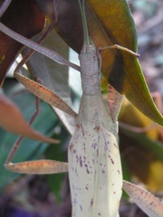 Tropidoderus childrenii