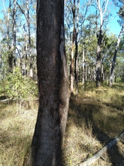 Eucalyptus moluccana