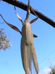 Tropidoderus childrenii