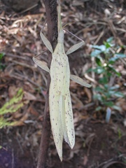 Tropidoderus childrenii